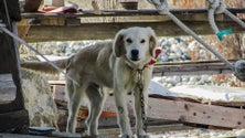 Imagem de PTP não quer animais acorrentados