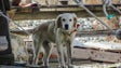 Imagem de PTP não quer animais acorrentados