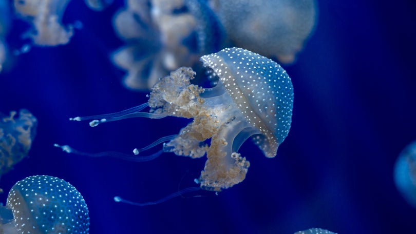 Imagem de Estação de Biologia Marinha de portas abertas no sábado