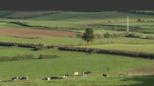 Imagem de Agricultores apostam na produção de carne (Vídeo)