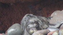 Imagem de Quatro lobos-marinhos nasceram nas Ilhas Desertas