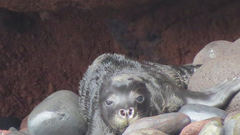 Imagem de Quatro lobos-marinhos nasceram nas Ilhas Desertas