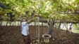 Vinhas da Madeira já têm seguro