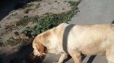 Imagem de Voluntários denunciam maus-tratos no canil da Ribeira Grande (Som)