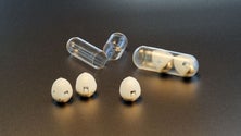 Imagem de Cientistas testam administração oral de insulina com microagulha que se dissolve no estômago