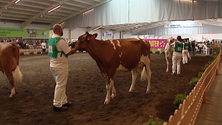 Feira Agrícola Açores