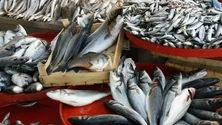 Imagem de Cerca de 400 quilos de pescado apreendidos em Vila do Porto nos Açores