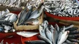 Imagem de Cerca de 400 quilos de pescado apreendidos em Vila do Porto nos Açores