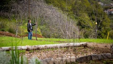 Imagem de Clima está a destruir cerejeiras no Jardim da Serra (áudio)