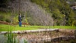 Clima está a destruir cerejeiras no Jardim da Serra (áudio)