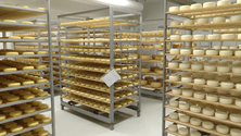 Imagem de Há queijo alemão a ser vendido abaixo do custo de produção nos Açores