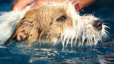 Imagem de Hotel para cães com lotação esgotada nos meses de verão