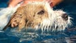 Imagem de Hotel para cães com lotação esgotada nos meses de verão
