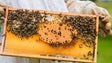 Produção de mel aumentou este ano