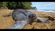 Imagem de Tartaruga-gigante apareceu morta no areal do Porto Santo (Áudio)