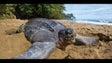 Tartaruga-gigante apareceu morta no areal do Porto Santo (Áudio)