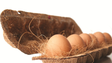 Grupo Girão investe 1,5 milhões na produção de ovos