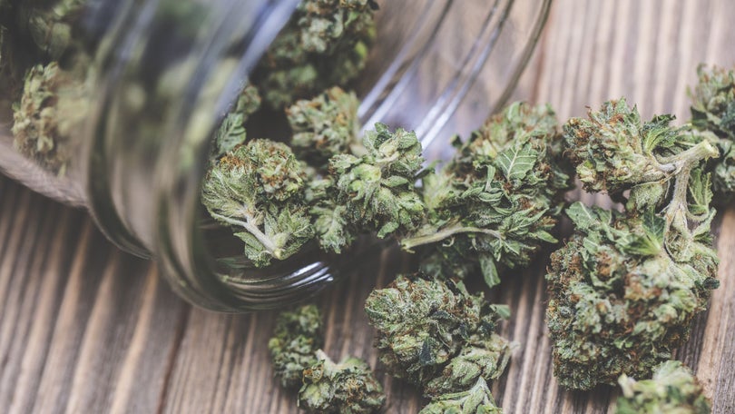 Imagem de Alemanha aprova projeto para legalizar consumo recreativo de canábis