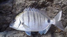 Pescadores querem proteger espécies ao largo das Flores e do Corvo (Som)