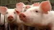 Suinicultores obrigados a registar porcos