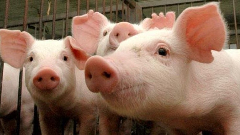 Suinicultores obrigados a registar porcos