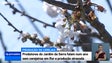 Imagem de Produtores de cereja do Jardim da Serra falam num ano sem árvores em flor (Vídeo)