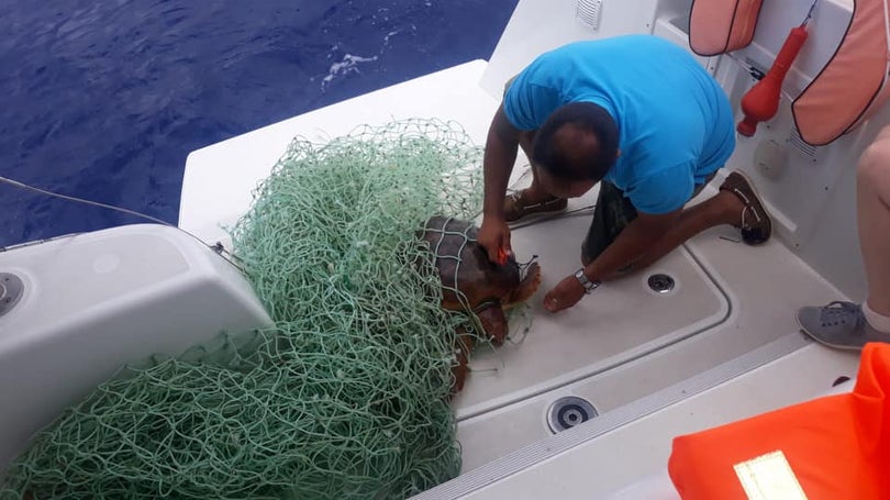 Tartaruga resgatada nos mares da Madeira