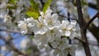 Jardim da Serra promove hoje V Edição do Roteiro das Cerejeiras em Flor