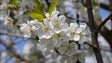 Imagem de Jardim da Serra promove hoje V Edição do Roteiro das Cerejeiras em Flor