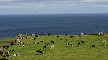 Agricultores reclamam mudanças nos seguros agrícolas (Som)