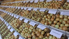 Imagem de Festa da Cebola acontece no fim de semana no Caniço