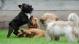 Imagem de GNR deteta quase 300 cães sem registo na Madeira