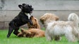 GNR deteta quase 300 cães sem registo na Madeira