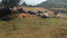 Imagem de Raio mata vacas no Pico (Vídeo)