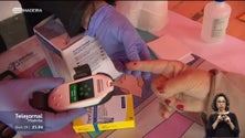 Imagem de Número de doentes com diabetes tem vindo a aumentar nos últimos anos (vídeo)