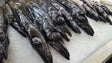 Imagem de Vendedores de peixe queixam-se da falta de clientes