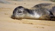 Imagem de Lobo-marinho continua a banhos no Porto Santo
