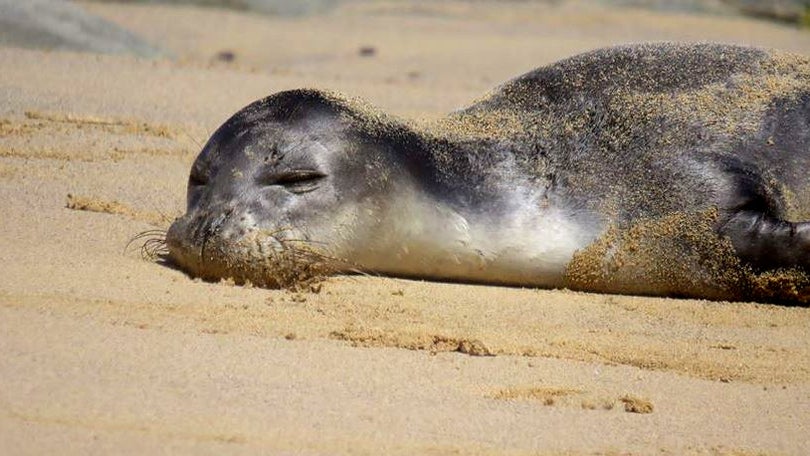 Imagem de Lobo-marinho continua a banhos no Porto Santo