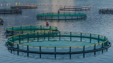 Imagem de Aprovado regime de instalação e exploração de equipamentos de aquacultura na Madeira