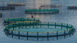 Imagem de Aprovado regime de instalação e exploração de equipamentos de aquacultura na Madeira