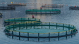 Aprovado regime de instalação e exploração de equipamentos de aquacultura na Madeira