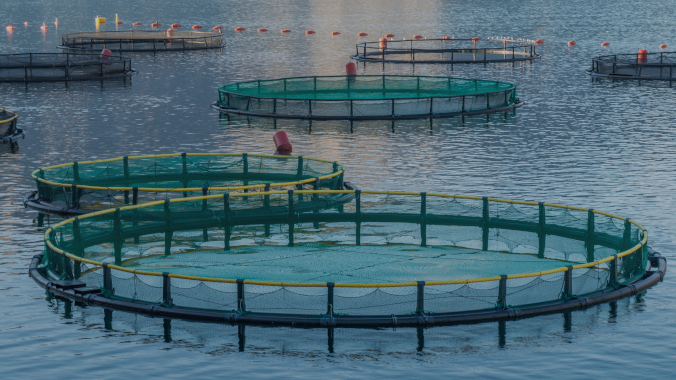 Aprovado regime de instalação e exploração de equipamentos de aquacultura na Madeira