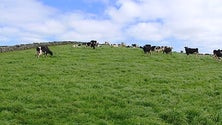 Imagem de Cresce a confiança nos laticínios dos Açores (Vídeo)