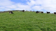 Cresce a confiança nos laticínios dos Açores (Vídeo)