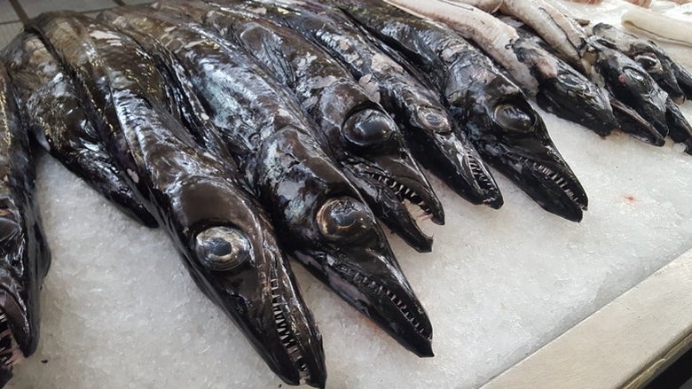 Imagem de Parlamento Europeu aprova plano plurianual para pesca sustentável