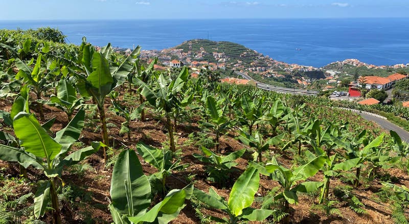 Comercialização de banana da Madeira aumentou 17,3%