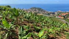 Imagem de Comercialização de banana da Madeira aumentou 17,3%