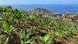 Imagem de Comercialização de banana da Madeira aumentou 17,3%