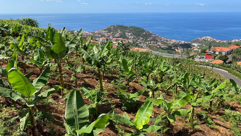 Imagem de Comercialização de banana da Madeira aumentou 17,3%
