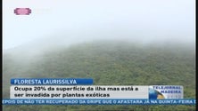 Imagem de Floresta laurissilva  está a ser invadida por plantas infestatntes